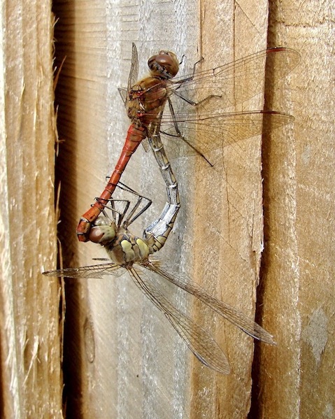 common darters